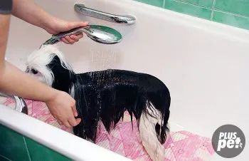 Hogyan törődik kínai meztelen Hogyan törődik kínai meztelen