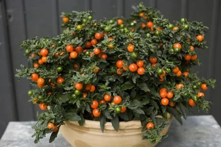 Solanum ápolási otthon