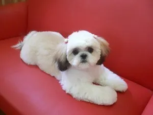 kutyafajta shih tzu