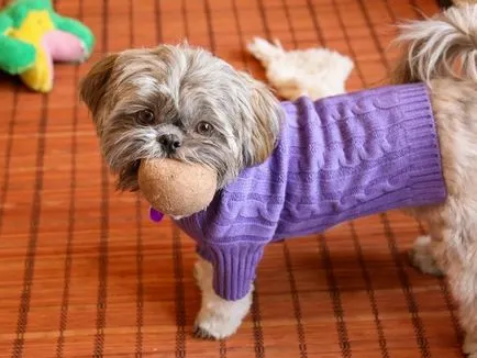 kutyafajta shih tzu