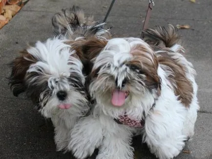 kutyafajta shih tzu