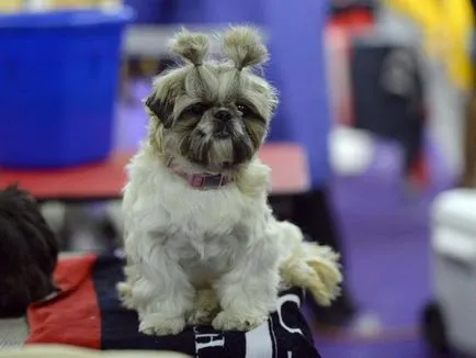 kutyafajta shih tzu