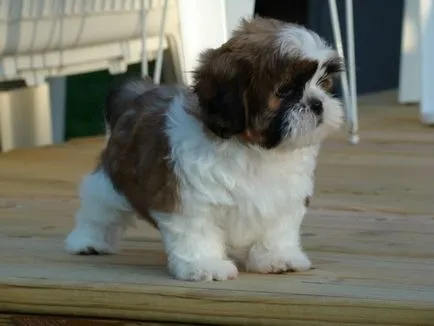 kutyafajta shih tzu