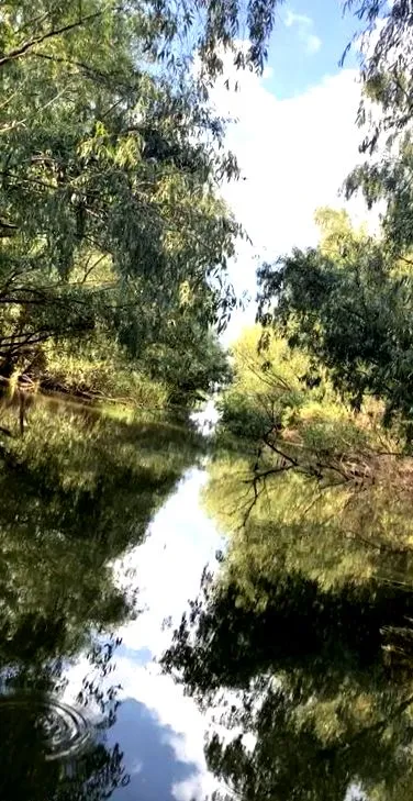 dunavatu patru
