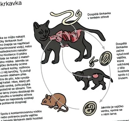 ljudskom mozgu