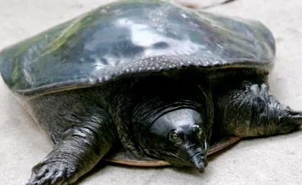 genitalis béka