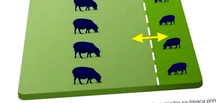 folyamatos legeltetés