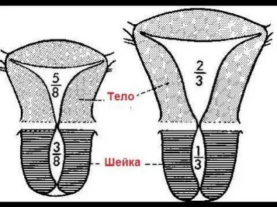 Hogyan néz ki a méh