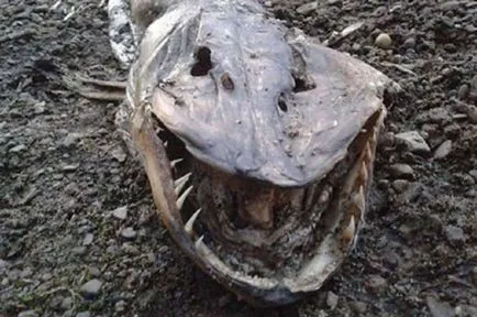 15 legbizarrabb darab, öntött partra partján a fene (dobni) 15 legbizarrabb darab, öntött partra partján a pokol