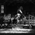 3 lépés a jumping - cikkek, könyvek, linkek - istállók Jekatyerinburg (ellenőrizniük kell az irányban) 3 lépés a jumping - cikkek, könyvek, linkek - Jekatyerinburg istállók