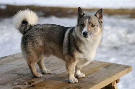 30 A ritka és egzotikus fajták (karjalai medve husky) 30 ritka és egzotikus kutyafajták