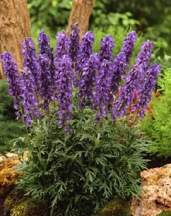 Aconite Jungar a népi gyógyászatban (gyógyszert) Sisakvirág Jungar a népi gyógyászatban