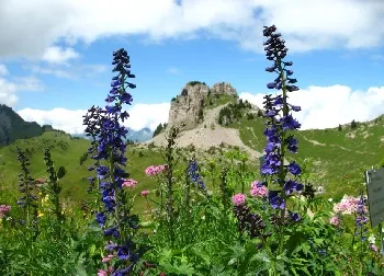 Aconite Jungar a népi gyógyászatban (sisakvirág) Sisakvirág Jungar a népi gyógyászatban