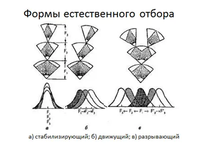 Allopatrichesky (földrajzi) speciációjának (allopatric) Allopatrichesky (földrajzi) speciációjának