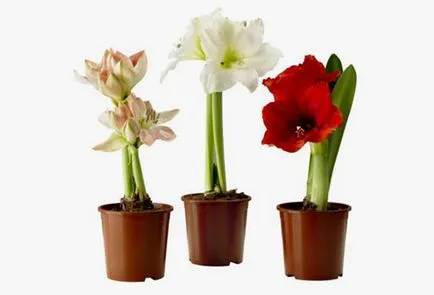 Amaryllis - ellátás az otthoni telepítési szabályok, a tartalom képes virágozni és béke, (feltételek) Amaryllis - ellátás az otthoni telepítési szabályok, a tartalom képes virágozni, és a többi,