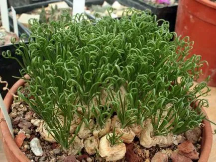 Albuka spirál ellátás az otthoni, funkciók és értékelés (ellátás) Albuka spirál ellátás az otthoni, funkciók és vélemények