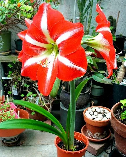 Amaryllis termesztés és gondozás