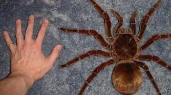 Abnormálisan nagy Animal Planet