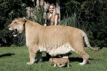 Abnormálisan nagy Animal Planet