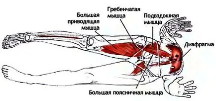 Ászana Urdhva mukha shvanasana