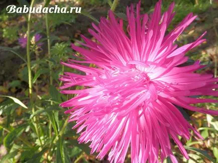 Aster, mint a takarmány, így