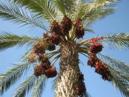 Az arabok az iszlám előtt, a történelem - az ókortól napjainkig (nap) Az arabok az iszlám előtt, a történelem - az ókortól napjainkig