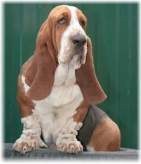 Basset hound, fotó, gondozás és leírását, jellemzőit, az étrend és betegség basset fajtája