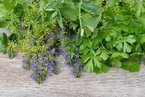 Ayurveda kezelése vese, hagyományos módszerek
