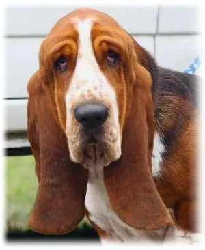 Basset hound, fotó, gondozás és leírását, jellemzőit, az étrend és betegség basset fajtája