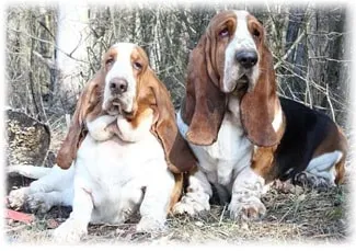 Basset hound, fotó, gondozás és leírását, jellemzőit, az étrend és betegség basset fajtája