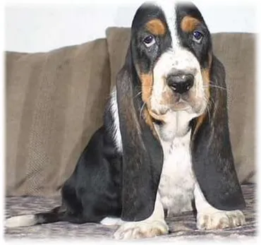 Basset hound, fotó, gondozás és leírását, jellemzőit, az étrend és betegség basset fajtája