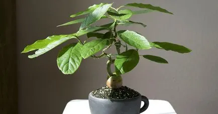 Avocado csont az otthoni, mind a növényi és nő (feltételek) Avocado a csontok otthon, milyen a növény, és nő