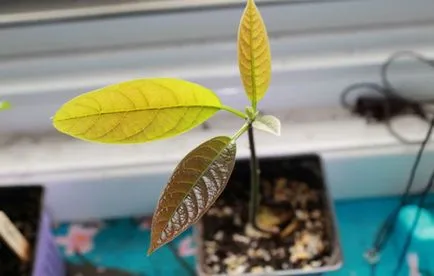 Avocado csont az otthoni, mind a növényi és nő (avokádó) Avocado a csontok otthon, milyen a növény, és nő