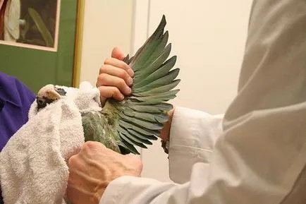 Aversektinovaya kenőcs leírás, jelzések, különösen használja (kenőcs) Aversektinovaya kenőcs leírás, jelzések, alkalmazás jellemzői