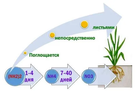 Nitrogén műtrágyák, hogyan és mikor, hogy a know-Till technológiai vállalat blog Agromir