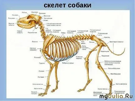 Baculum rozmár és egyéb szükségleti a háztartásban gödrök csoport napló - a csodálatos világ a - (blog) Baculum rozmár és egyéb szükségleti a háztartásban gödrök csoport napló - a csodálatos világ a csoport -