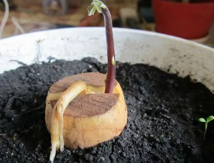 Avocado csont az otthoni, mind a növényi és nő (avokádó) Avocado a csontok otthon, milyen a növény, és nő