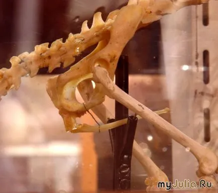 Baculum rozmár és egyéb szükségleti a háztartásban gödrök csoport napló - a csodálatos világ a - (rozmár) Baculum rozmár és egyéb szükségleti a háztartásban gödrök csoport napló - a csodálatos világ a csoport -