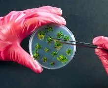 Halhatatlanság mint befektetési eszköz verseny a túlélésért