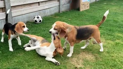 Beagle leírás, karakter képek és videó (jellemzőinek leírása a fajta) Beagle fajta leírás, karakter képek és videó