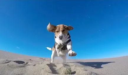 Beagle leírás, karakter képek és videó (rock) Beagle fajta leírás, karakter képek és videó