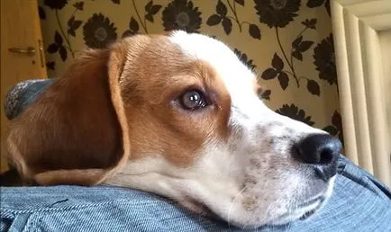 Beagle leírás, karakter képek és videó (leírás) Beagle fajta leírás, karakter képek és videó