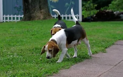 Beagle leírás, karakter képek és videó (jellemzőinek leírása a fajta) Beagle fajta leírás, karakter képek és videó