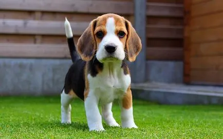 Beagle leírás, karakter képek és videó (jellemzőinek leírása a fajta) Beagle fajta leírás, karakter képek és videó