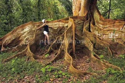 Birch az álmennyezeti lapok a kezüket a tervezés egy óvoda (saját) Birch az álmennyezeti lapok a kezüket a tervezés egy óvoda