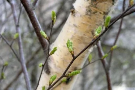 Birch sap előnyöket, kár és kezelése nyírfa nedv