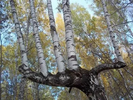 Birch az álmennyezeti lapok a kezüket a tervezés egy óvoda (nyír) Birch az álmennyezeti lapok a kezüket a tervezés egy óvoda