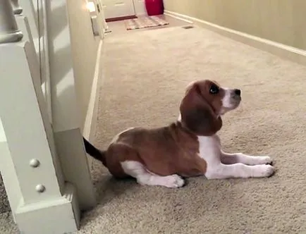Beagle leírás, karakter képek és videó (karakter) Beagle fajta leírás, karakter képek és videó