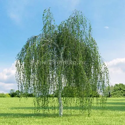 Birch az álmennyezeti lapok a kezüket a tervezés egy óvoda (saját) Birch az álmennyezeti lapok a kezüket a tervezés egy óvoda