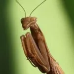 Mantis otthon, hogy meg kell tudni, hogy a kezdő tulajdonosok (tudni) Mantis otthon, hogy meg kell tudni, hogy a kezdő tulajdonosok
